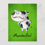 Cow with Mustaches Postcard