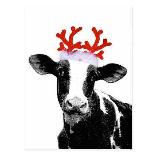 Cow with Reindeer Antlers Postcard | Zazzle