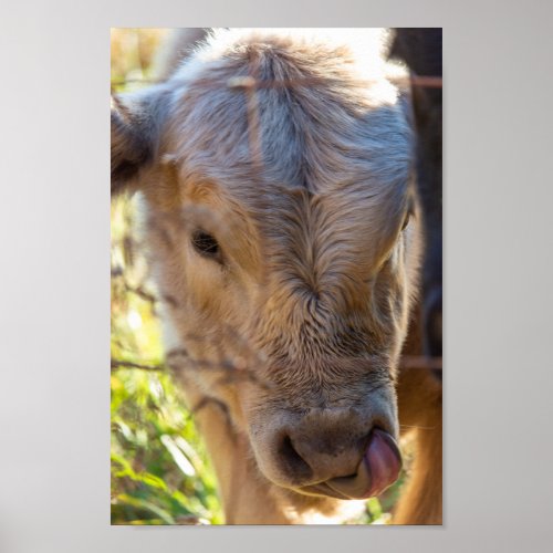 Cow with Tongue Sticking Out Print