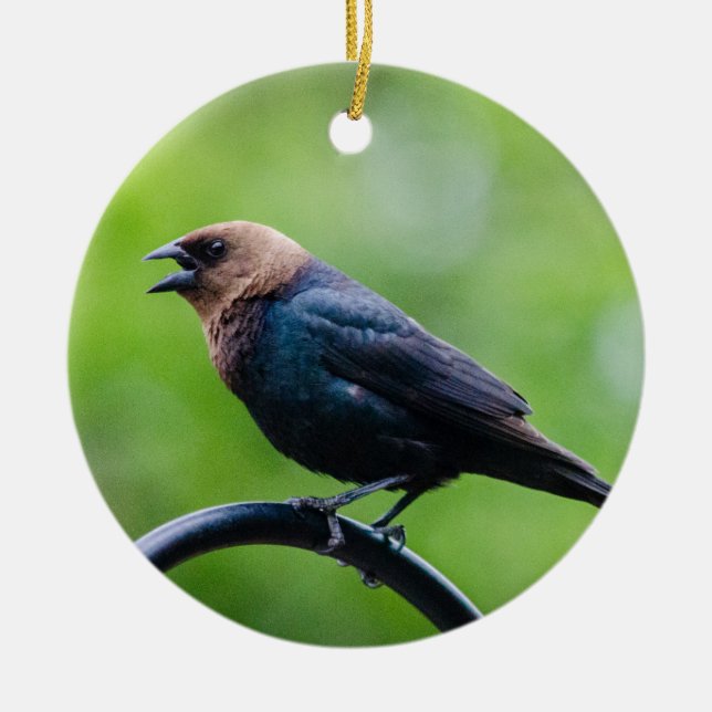 Cowbird Calling Ceramic Ornament (Front)