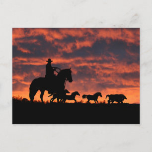 Cowboy and Wild Horses Roundup Postcard