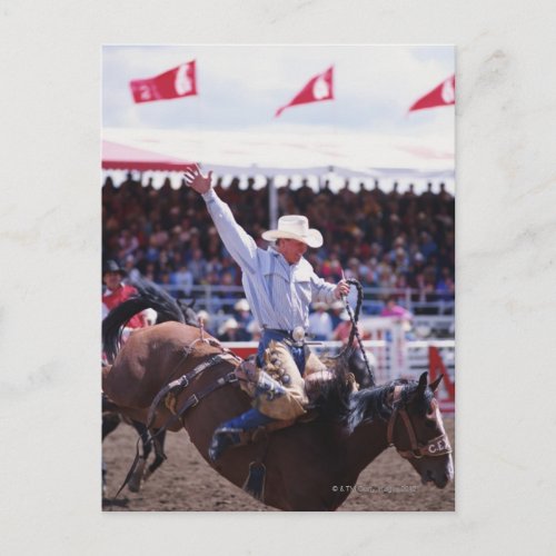 Cowboy at a Rodeo Postcard