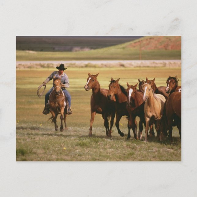 Cowboy Herding at the Ranch Postcard (Front)
