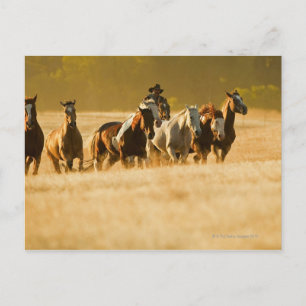 Cowboy herding horses 2 postcard