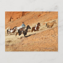 Cowboy herding horses postcard