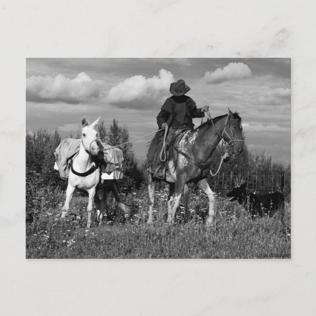 Cowboy Horse and Mule Postcards (Front)