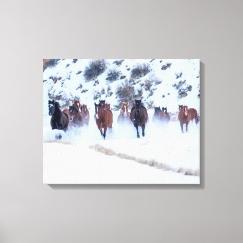 Cowboy Horse Drive  Hideout Ranch Shell Wyoming Canvas Print