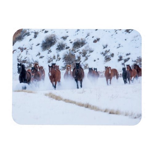Cowboy Horse Drive  Hideout Ranch Shell Wyoming Magnet