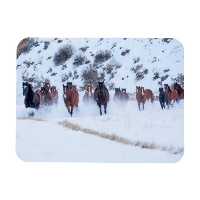 Cowboy Horse Drive | Hideout Ranch Shell, Wyoming Magnet (Horizontal)