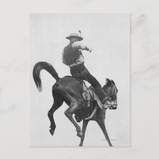 Cowboy Ned Coy Riding Bronco Postcard (Front)