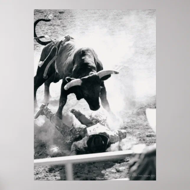 Cowboy on ground after falling off bull poster | Zazzle