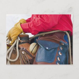 Cowboy on Horse wearing Leather Chaps Postcard