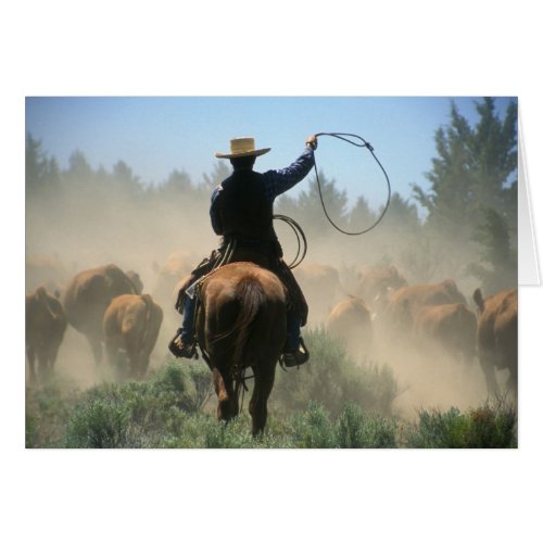 Cowboy on horse with lasso driving cattle