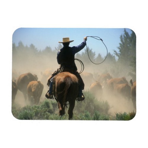 Cowboy on horse with lasso driving cattle magnet