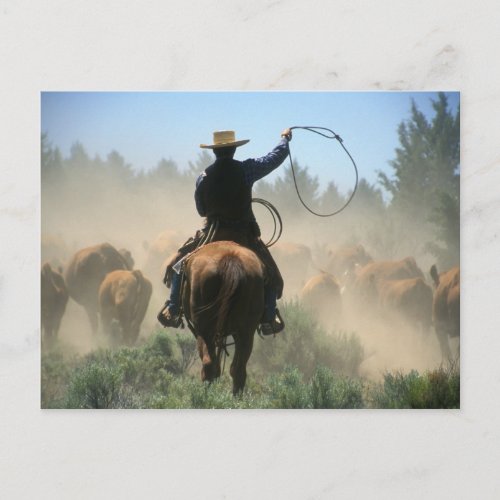 Cowboy on horse with lasso driving cattle postcard