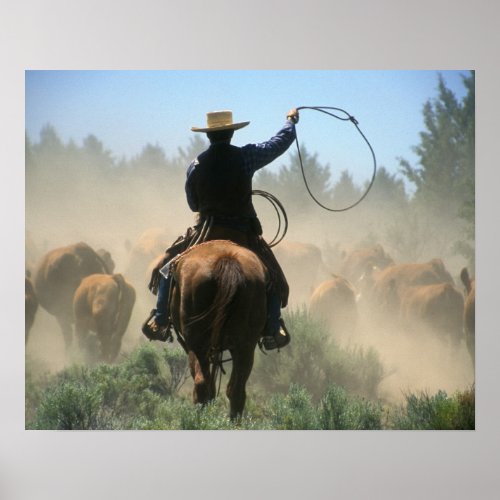 Cowboy on horse with lasso driving cattle poster