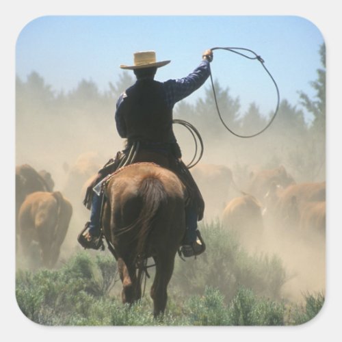 Cowboy on horse with lasso driving cattle square sticker