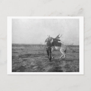 Cowboy "Red Saunders" Saddles a Bronco Postcard