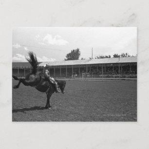Cowboy riding horse in rodeo, (B&W) Postcard