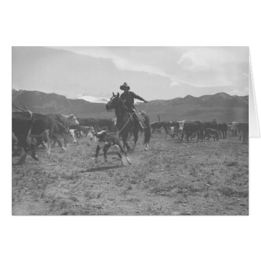 Cowboy roping a calf for spring branding cards (Front Horizontal)