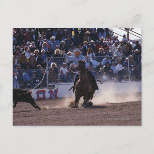 Cowboy Roping Calf at Rodeo Postcard