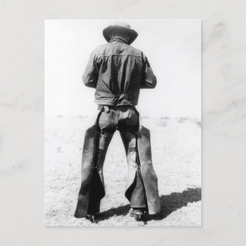 Cowboy Wearing Chaps Vintage Postcard