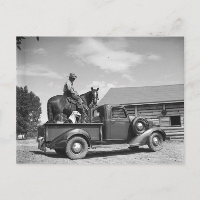 Cowboy with horse in a truck postcard (Front)