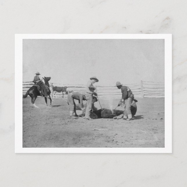 Cowboys Branding a Calf PhotographSouth Dakota Postcard (Front)