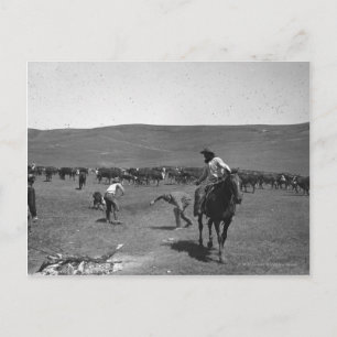 Cowboys branding postcard
