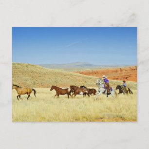 Cowboys herding horses postcard