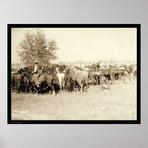 Cowboys Roping a Herd of Horses SD 1887 Poster