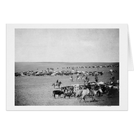 Cowboys with Cattle on the Range Photograph (Front Horizontal)
