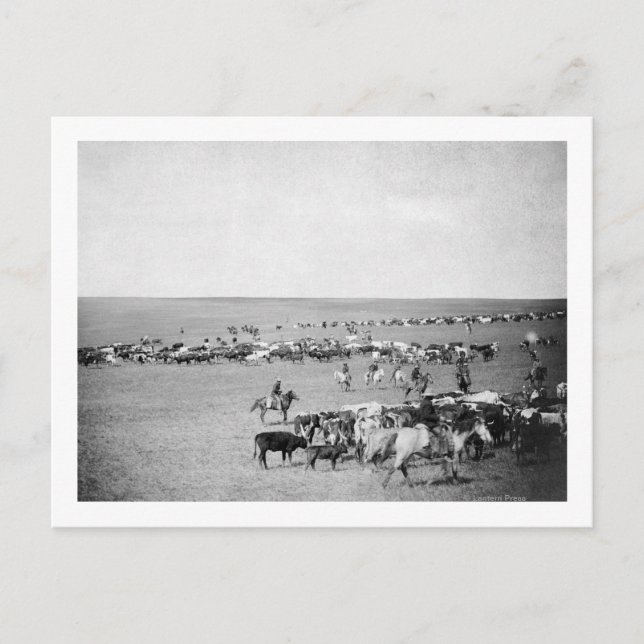 Cowboys with Cattle on the Range Photograph Postcard (Front)