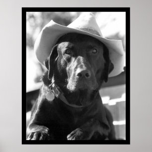 Cowdog Poster