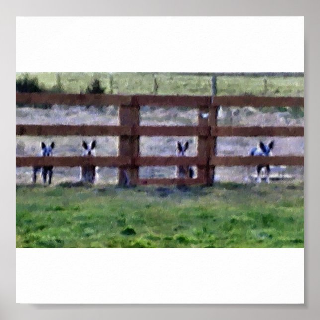 cowdogs at the fence line poster (Front)