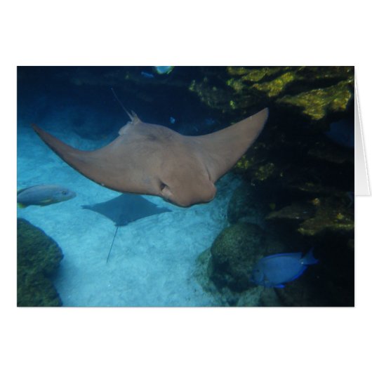 Cownose Ray Cards (Front Horizontal)