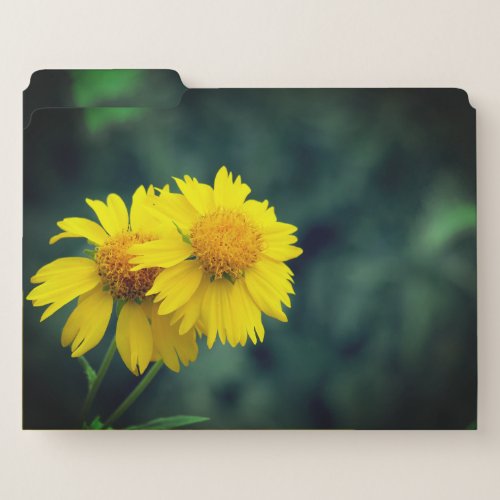 Cowpen Daisy File Folder