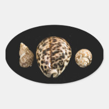 Cowrie Cones 2 Sticker