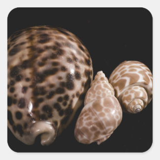 Cowrie Cones Sticker