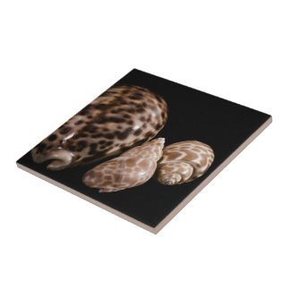 Cowrie Cones Tile