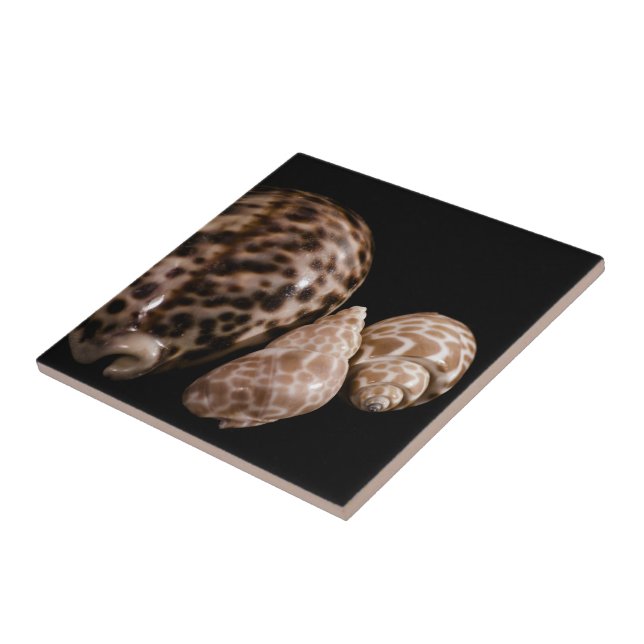 Cowrie Cones Tile (Side)