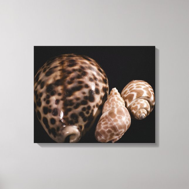 Cowrie Cones Wrapped Canvas Print (Front)