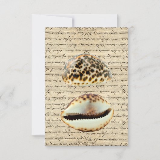 Cowrie shells (Front)