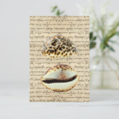 Cowrie shells (Standing Front)