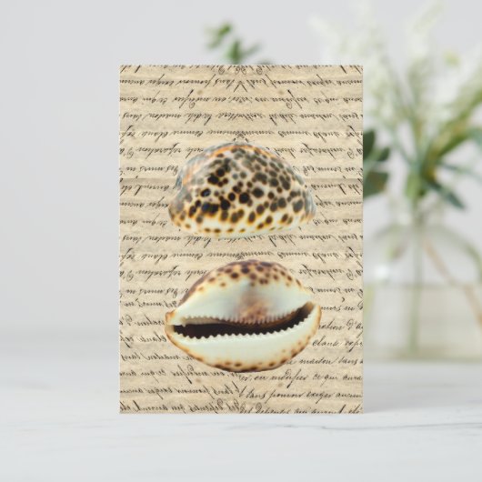 Cowrie shells (Standing Front)