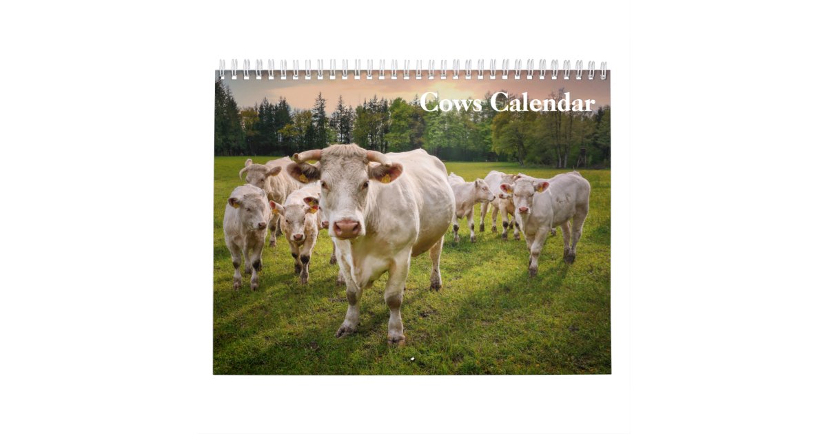 Cows 2024 Calendar Zazzle