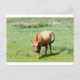 cows and bulls postcard