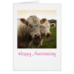 Cows anniversary card