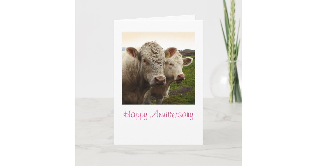 Cows Anniversary Card 