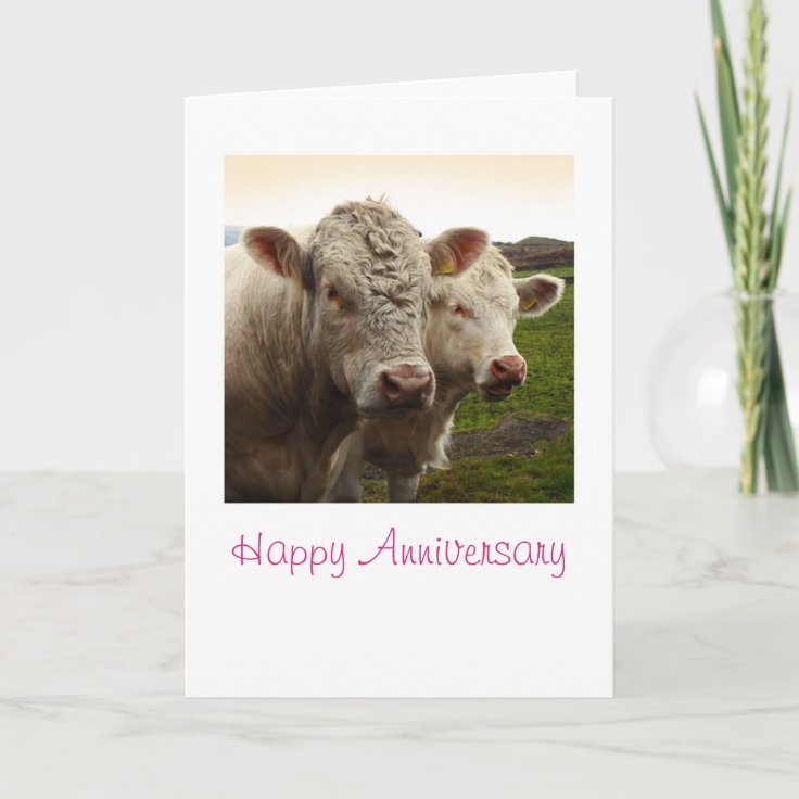 Cows Anniversary Card | Zazzle